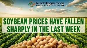Soybean Prices Have Fallen Sharply In The Last Week
